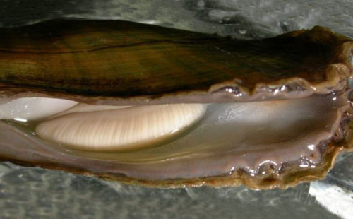 Scaleshell Photo